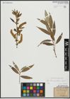 Foto von Salix alba subsp. vitellina (L.) Arcang. x Salix fragilis L.